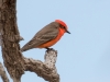 Vermilion Flycatcher