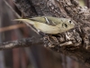 Ruby-crowned Kinglet