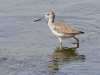 Greater Yellowlegs