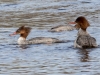 Common Merganser