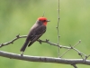 Vermilion Flycatcher