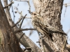 Red-winged Blackbird