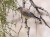 Western Bluebird