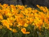 California Poppy