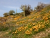 California Poppy