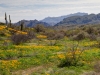 California Poppy and the Superstition Mountains