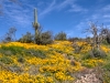 Saguaro and California Poppy