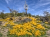 Saguaro and California Poppy