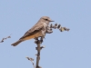 Vermilion Flycatcher