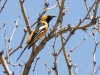 Hooded Oriole