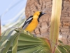 Hooded Oriole