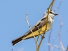 Western Kingbird