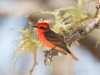 Vermilion Flycatcher