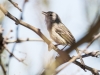 Bell's Vireo