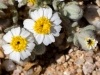 White Woolly Daisy