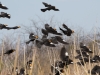 Yellow-headed Blackbirds