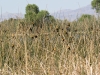 Yellow-headed Blackbirds