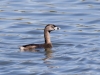 Pied-billed Grebe