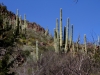 Saguaro