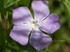 Bigleaf Periwinkle