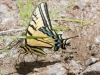 Two-tailed Swallowtail