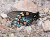 Pipevine Swallowtail