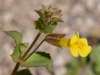 Tinytooter Monkeyflower