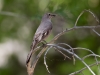 Townsend's Solitaire