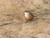 Canyon Wren