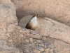 Canyon Wren