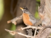 American Robin