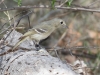 Hutton's Vireo