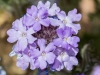 Dakota Mock Vervain