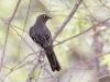 Townsend's Solitaire