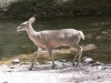 White-tailed Deer