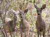 White-tailed Deer