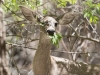 White-tailed Deer