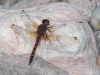 Red-rock Skimmer