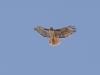 Red-tailed Hawk