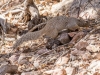 Rock Squirrel