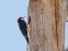 Acorn Woodpecker