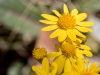 Cliff Goldenaster