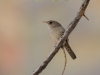 House Wren