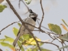 Bridled Titmouse