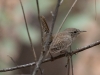 House Wren