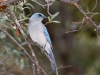 Mexican Jay