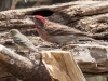 Cassin's Finch