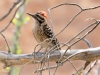 Ladder-backed Woodpecker