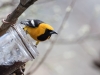 Hooded Oriole