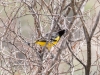 Scott's Oriole